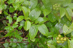 Celastrus paniculatus subsp. aggregatus